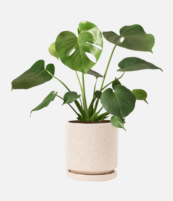 Lush Leafy Beauty