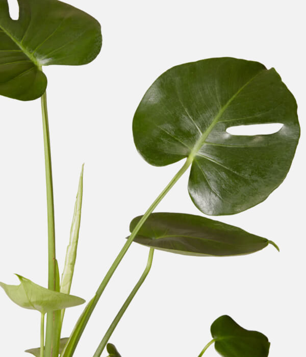 Lush Leafy Beauty