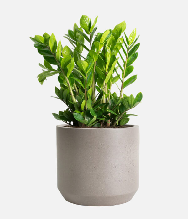 Green Elegance Charm
