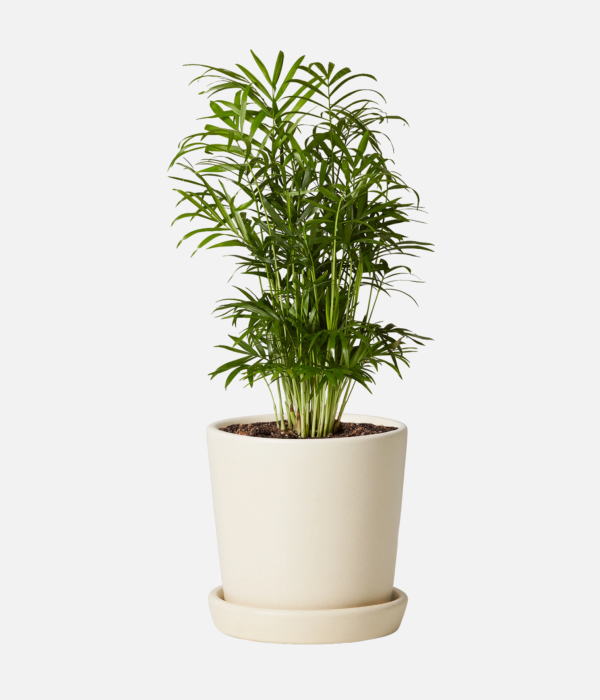 Elegant Palm Paradise