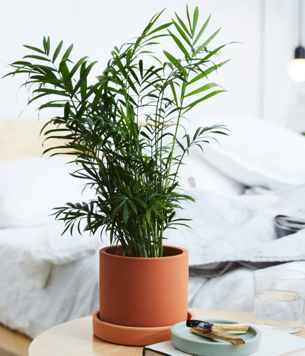 Elegant Palm Paradise