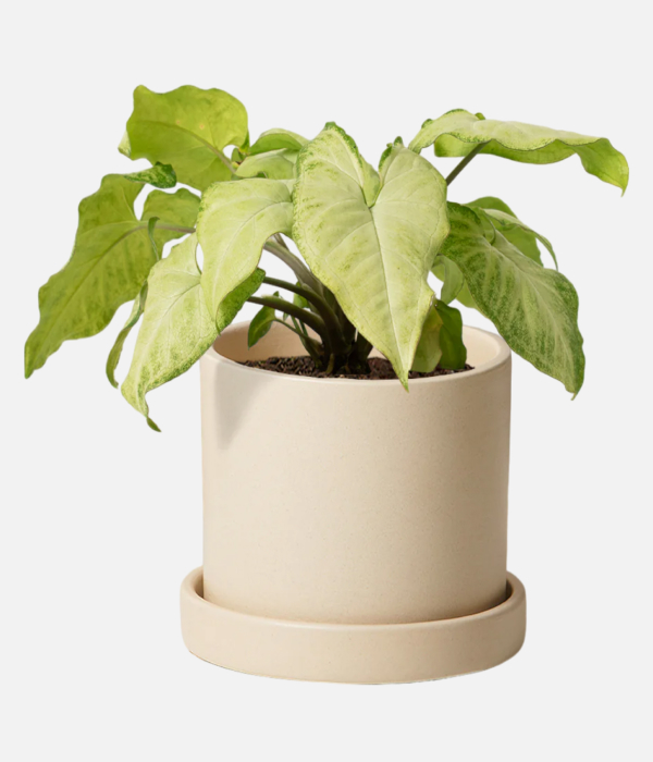 Leafy Elegance Unleashed