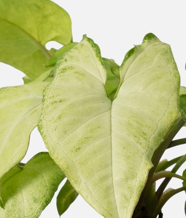 Leafy Elegance Unleashed