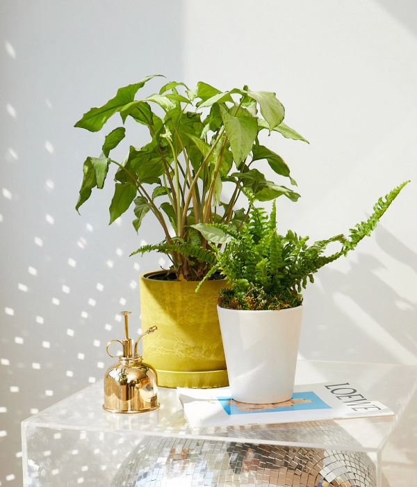 Leafy Elegance Unleashed