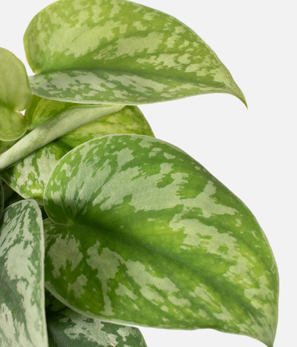 Green Prosperity Miracle