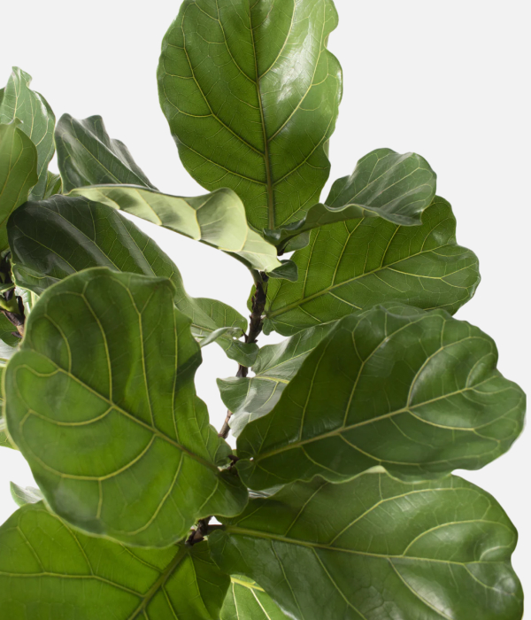 Leafy Green Wonder