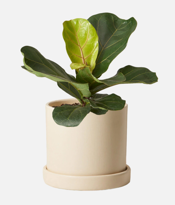 Lush Fiddle Fig