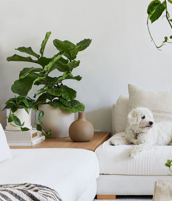 Lush Fiddle Fig