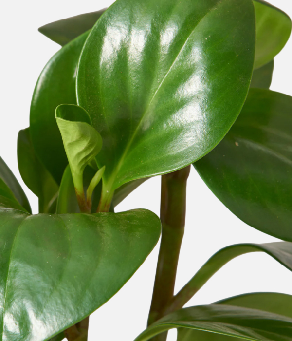 Tiny Tropic Delight