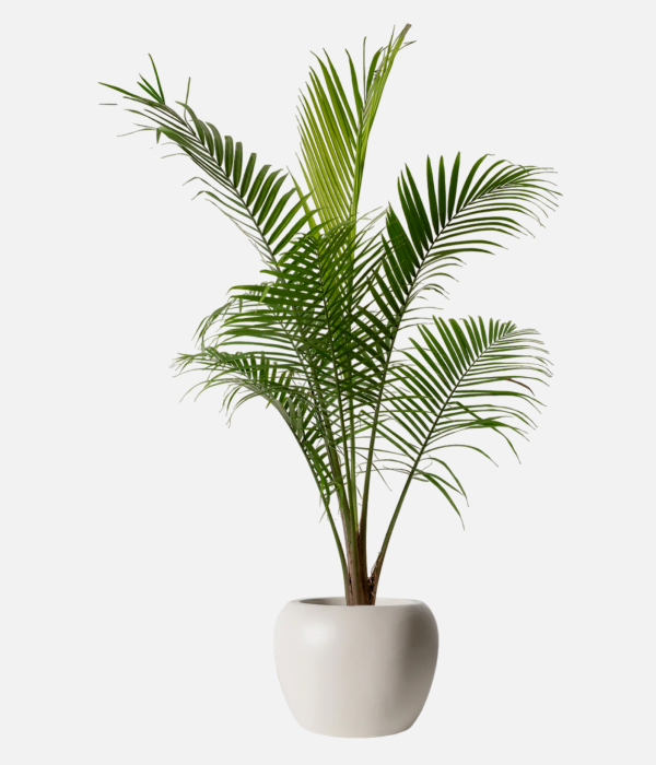 Eco Palm Branch