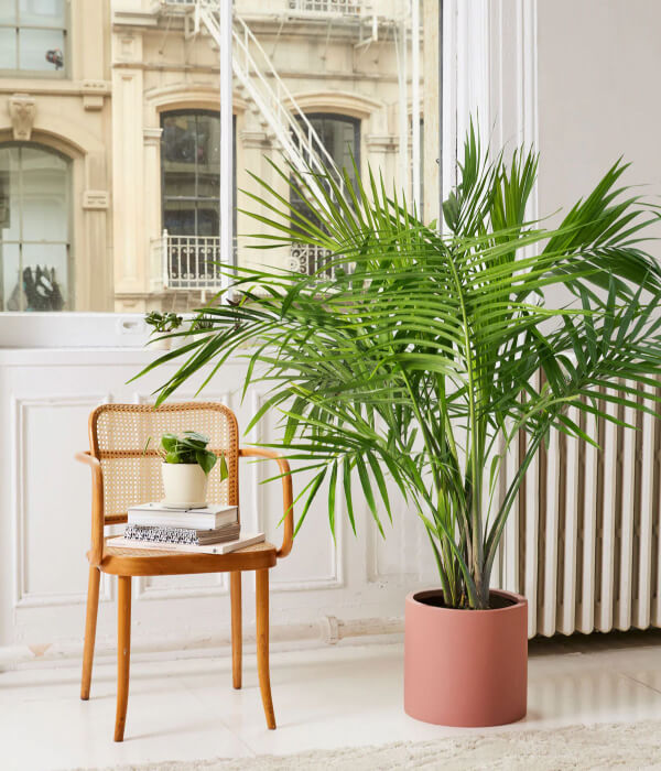 Eco Palm Branch