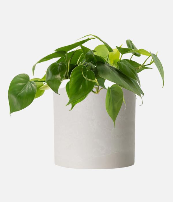 Heartleaf philodendron