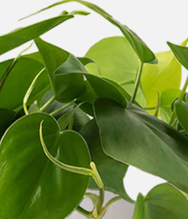 Heartleaf philodendron