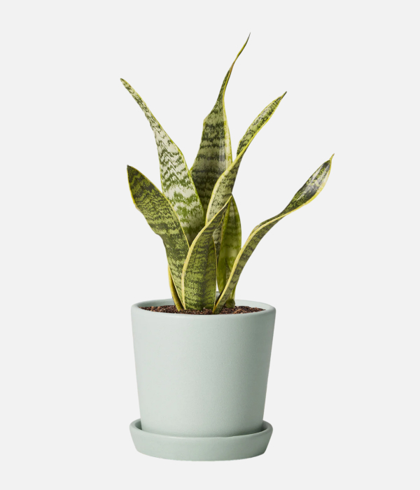Elegant Snake Plant
