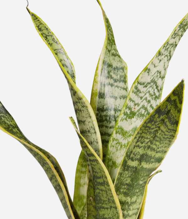 Elegant Snake Plant