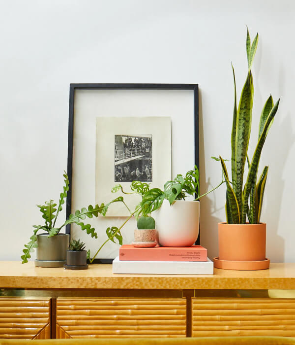 Elegant Snake Plant