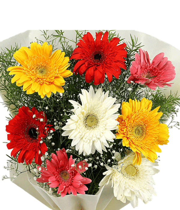 Mixed Gerbera Flower