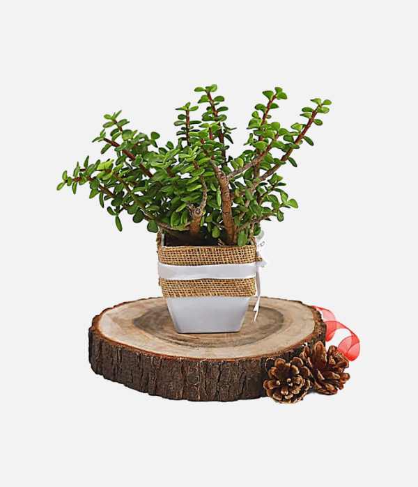 Jade Plant Pot