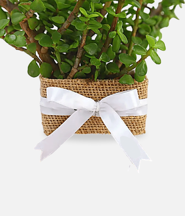 Jade Plant Pot
