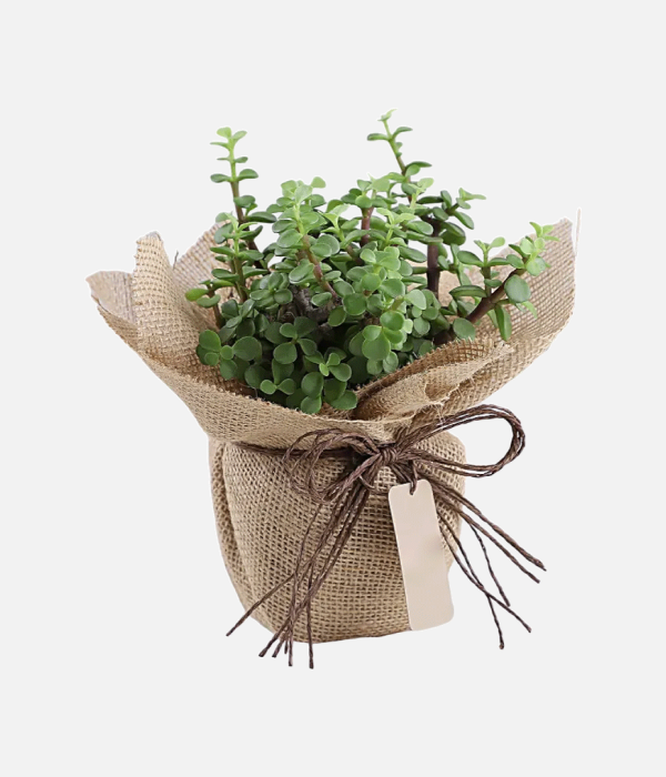 Jade Bonsai Jute Pot