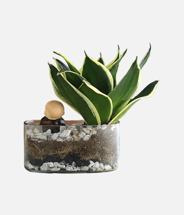 Zen Sanctuary Terrarium