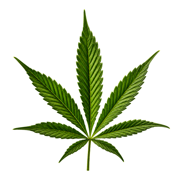 Marijuana