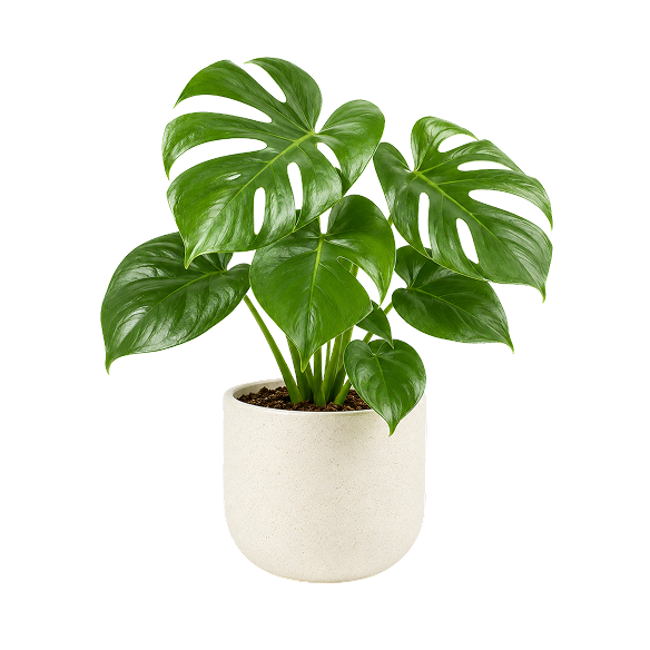 Plants