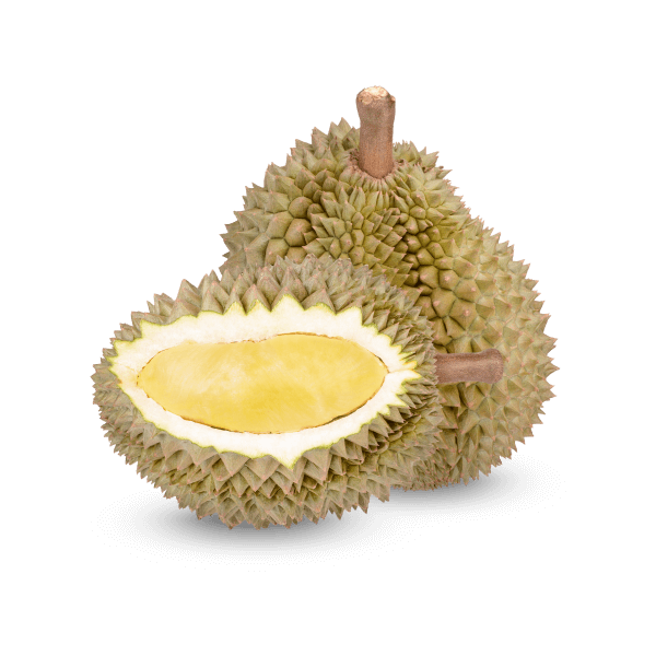 Freshly Picked Durian